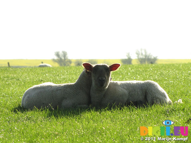 SX18049 Two lambs cuddled up